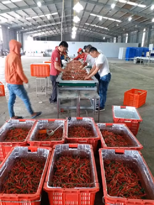 Ớt của HAGL Agrico chủ yếu xuất khẩu sang Trung Quốc với tỷ suất lợi nhuận gộp lên đến 60%. Ảnh: HAGL Agrico.