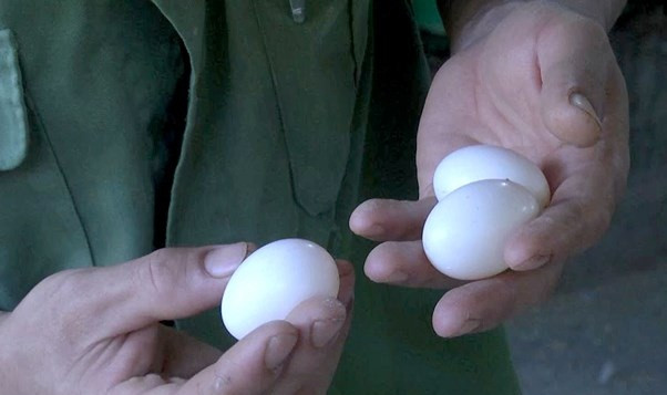 Với giá 200.000 - 300.000 đồng/cặp chim giống, 70 - 90 đồng/con chim thương phẩm, bình quân gia đình anh Nhật thu lãi 15 - 18 triệu đồng/tháng, trên 200 trăm triệu đồng/năm. Ảnh: Baonghean.