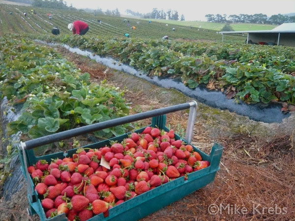 Dâu tây được trồng từ tháng 2 đến tháng 5 bắt đầu có trái kéo dài đến tháng 9. Ảnh: Western Australia.