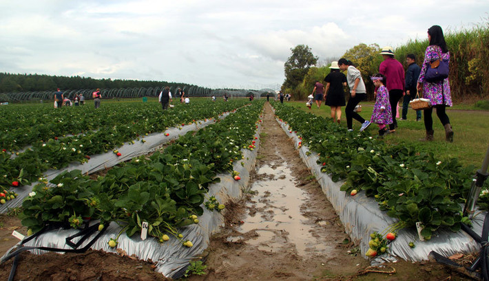 Vì vậy, mùa dâu tây chín có rất nhiều khách đến tham quan. Ảnh: Vietnamnet.