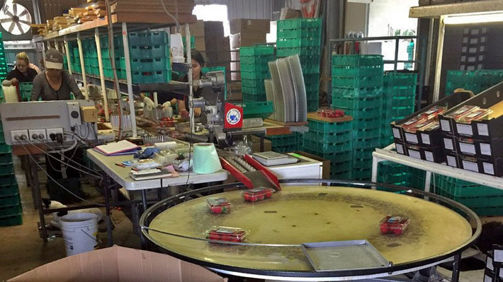 Tại đây, nhân viên chọn dâu tây cho vào hộp. Những hộp dâu tây theo dây chuyền chạy ra ngoài. Ảnh: Vietnamnet.