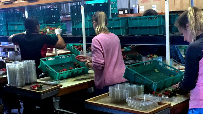 Dâu tây sau khi hái được đưa vào xưởng. Ảnh: Vietnamnet.