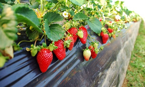 Tuy nhiên, mùa dâu tây rộ nhất vào tháng 7, tháng 8. Ảnh: Ikisaan.