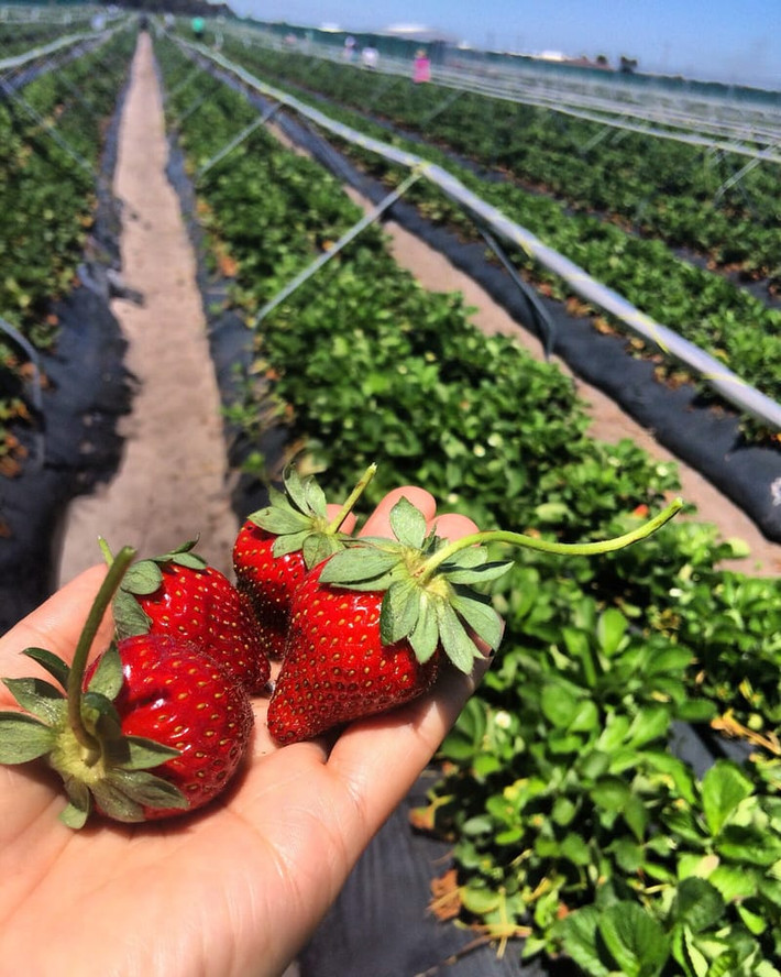 Những quả dâu tây Úc to, mọng, màu đỏ tươi, hình trái tim đẹp mắt. Ảnh: Yelp.