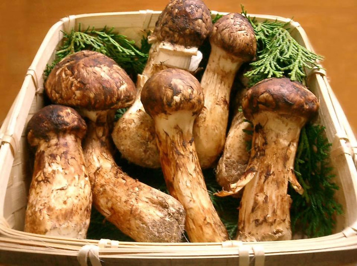 Theo nguồn tin trên báo Vietnamnet, loại nấm đắt đỏ bậc nhất thế giới -Matsutake (hay còn gọi nấm Tùng nhung) đang là mặt hàng hút khách tại Việt Nam dù giá lên tới 10-30 triệu đồng/kg, tùy thời điểm. Ảnh: FB Tuấn Lê.