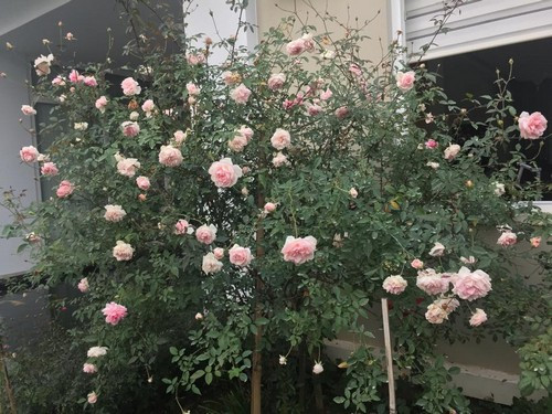 Hồng đào cổ là một trong số các giống hồng có tuổi thọ lâu bền nhất, lên tới 60 năm. Ảnh: Vietgarden.