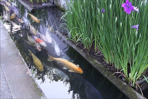 Ngày nay, cá koi trở thành một loài cá cảnh được ưa chuộng và xuất khẩu tới rất nhiều quốc gia khác nhau. Ở Việt Nam, giá của những chú cá koi khá đắt, từ vài nghìn cho đến hàng chục ngàn USD. Ảnh: Keepitrelax.