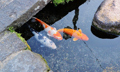Ước tính có khoảng 1.000 con cá koi thường xuyên bơi lội tại đây. Ảnh: Fiveprime.