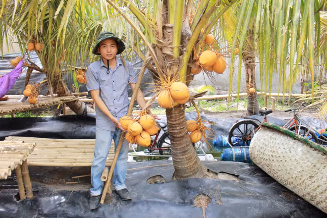 Nếu như dừa bình thường quả mọc tít trên cao thì giống dừa hai màu cây thấp. Hàng chục buồng dừa trĩu quả chỉ nằm ở ngang thắt lưng, chỉ cần đưa tay ra là hái được. Ảnh: Infonet.