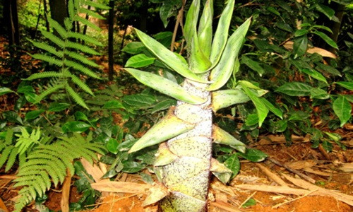 Vào cuối tháng 12 âm lịch, khi những trận mưa xuân rả rích, đất ẩm, trời ấm là thời điểm những búp măng vầu Tây Bắc nhô lên khỏi mặt đất. Ảnh: Tuổi trẻ.