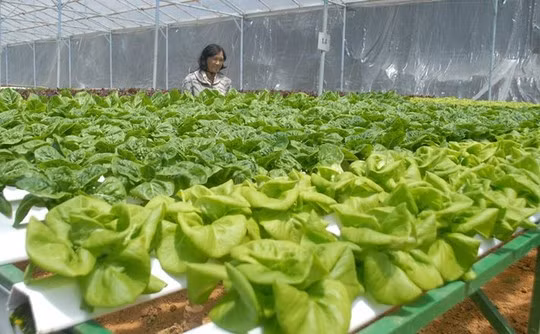 Với rau xà lách, có thể gieo hạt mầm trực tiếp vào ống nhựa thủy canh, sau đó đưa trực tiếp lên giàn. Nên trồng xà lách tại nơi có nhiều ánh sáng, không khí thoáng mát bởi cây rất ưa sáng. Ảnh: Zing.