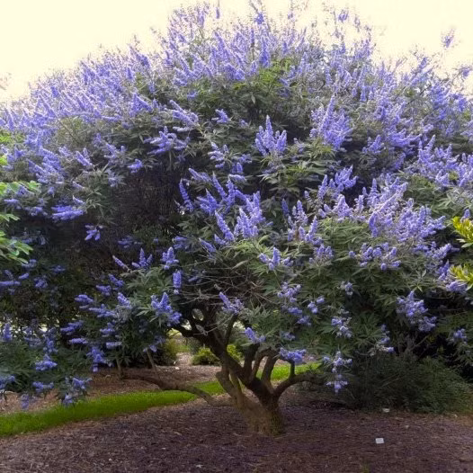 Cây trinh nữ là loại cây bản địa vùng Địa Trung Hải nhưng thường được trồng ở vùng khí hậu ẩm. Ảnh: FB Vinhlan Hoabanglang.