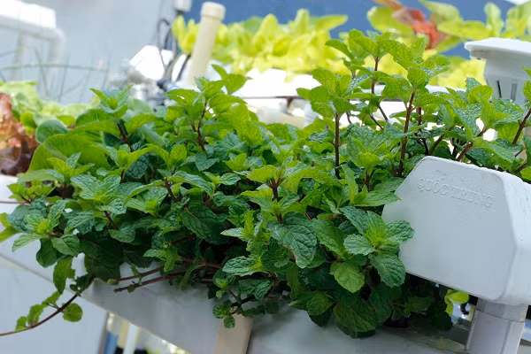 Các loại rau gia vị như húng quế, húng bạc hà, mùi tàu cũng dễ dàng trồng theo phương pháp thủy canh. Ảnh: GreenBot.
