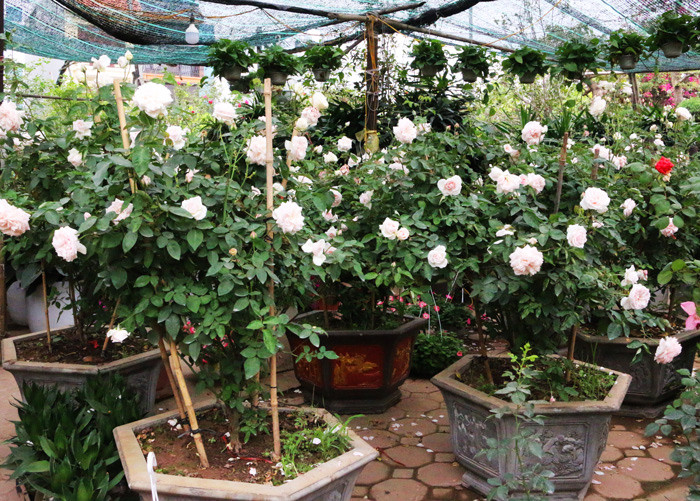 Vài năm gần đây, nhiều người trong giới chơi cây cảnh ở Việt Nam săn lùng mua hoa hồng cổ về chơi. Trên thị trường có những gốc hồng hàng chục, thậm chí hàng trăm triệu đồng vẫn hút khách. Ảnh: Kinhtedothi.