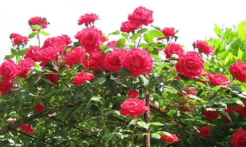 Hồng cổ Hải Phòng được yêu thích còn bởi kích thước hoa to và đặc biệt bền đến gần một tháng, hoa tàn không rụng mà héo trên cây, không làm bẩn nền. Ảnh: Hoadepvietnam.