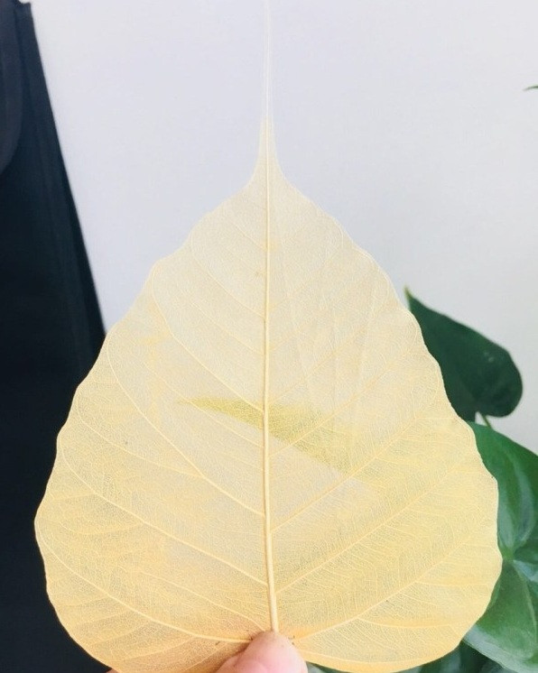 Sau khi làm sạch chiếc lá bồ đề sẽ được đưa vào xử lý sấy khô. Ảnh: Giftshop24h.