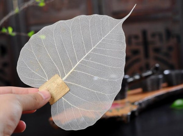 Theo người bán, đây là sản phẩm nhập khẩu. Lá bồ đề thật 100% được ủ trong môi trường đặc biệt, phần thịt lá sẽ bị mục và tan, chỉ còn lại phần xương lá (gân). Ảnh: Giftshop24h.