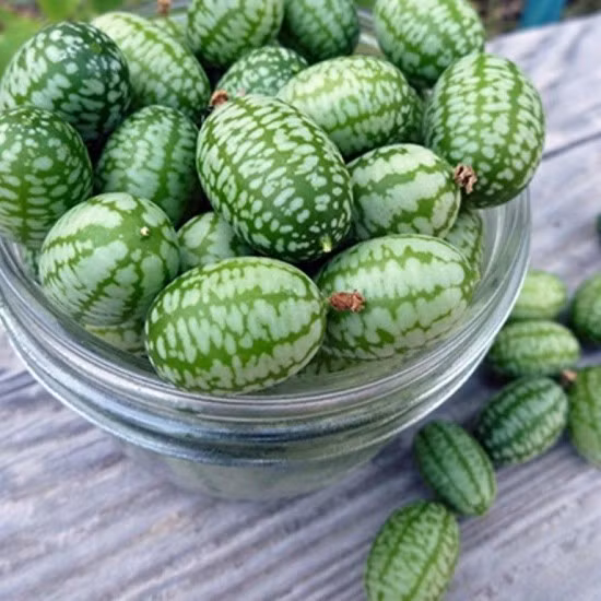 Dưa hấu chuột có kích thước bằng quả nho. Mỗi kg có khoảng 200 quả. Ảnh: Hatgiongf1.