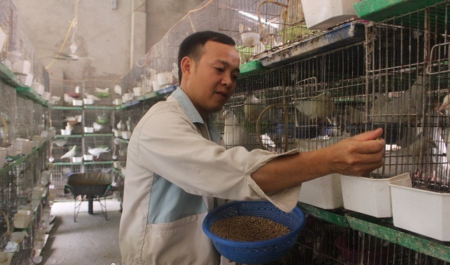 Vốn là kỹ sư điện nhưng anh Ngô Quang Hùng (Quế Võ, Bắc Ninh) lại rẽ ngang làm giàu với chim bồ câu Pháp. Ảnh: Dân Việt.