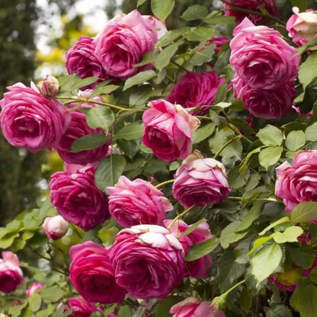 Là một trong những giống hồng cổ phổ biến ở Việt Nam, hồng cổ Sapa có hình dáng tuyệt đẹp với kiểu xếp cánh dạng hoa thị đầy mê hoặc. Ảnh: T&amp;T shop.