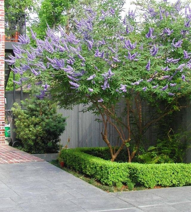 Ở nước ngoài, cây trinh nữ thường được trồng ở sân vườn làm cảnh. Ảnh: Davesgarden.