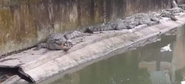 Trang trại cá sấu của ông Mai được nuôi theo quy trình khép kín trên diện tích gần 4ha. Ảnh: Dân Việt.