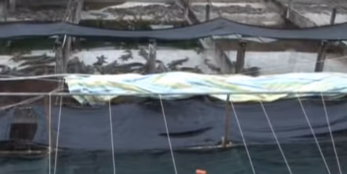 Chuồng nuôi cá sấu san sát được xây tường. Ảnh: Dangcongsan.