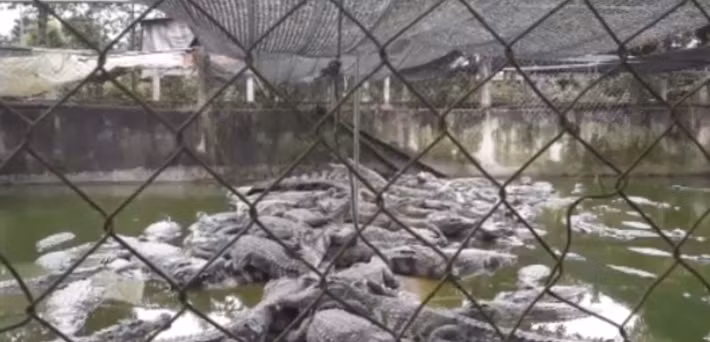 Xung quanh chuồng nuôi đóng cọc bao lưới B40 cao gần 2m. Ảnh: Dân Việt.