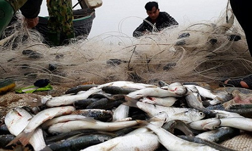 Đặc biệt, ngư dân rất vui khi trúng đậm "lộc biển" cá Kiền. Cá Kiền có quanh năm nhưng nhiều nhất vào ngày đầu năm mới. Ảnh: NLĐ.