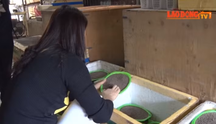 Dụng cụ nuôi chỉ là thùng xốp, gỗ đơn giản. Ảnh: Laodongtv.