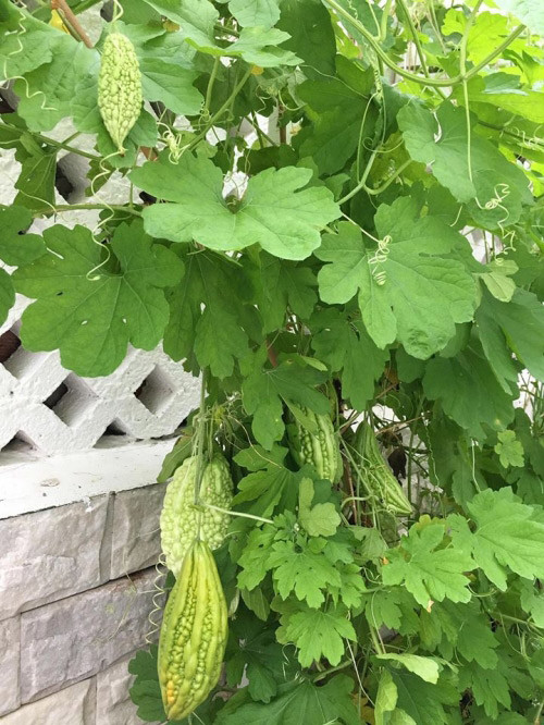 Giàn mướp đắng trĩu quả. Ảnh: FB Thủy Tiên.