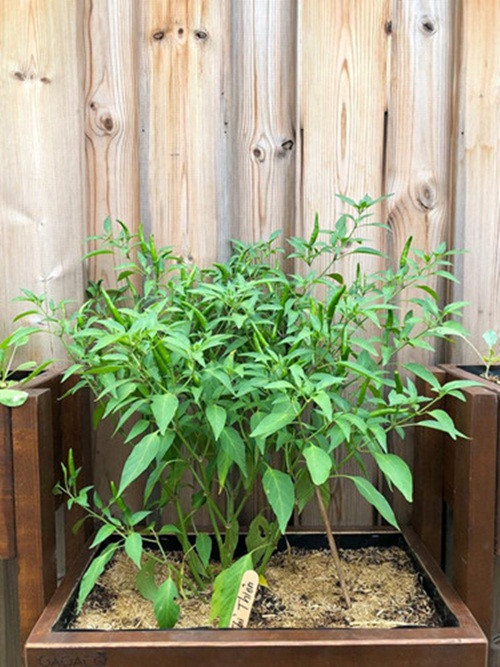 Mỗi chậu cây đều được cắm biển ghi tên. Ảnh: FB Tang Thanh Ha.