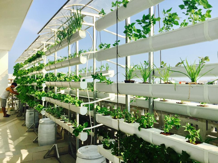 Góc rau gia vị xanh tốt. Ảnh: FB Ly Hai Minh Ha.