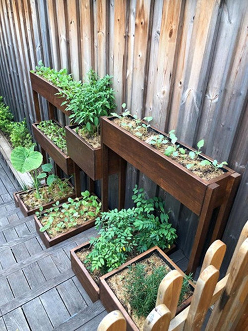 Vườn rau sạch trong nhà Tăng Thanh Hà trồng trong thùng gỗ và bài trí đẹp mắt. Ảnh: FB Tang Thanh Ha.