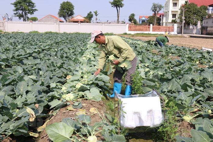 Nhiều ruộng su hào quá lứa thu hoạch, mỗi củ nặng 1,5 – 2 kg, bị nông dân để mặc mưa nắng hoặc băm ra làm phân bón ruộng. Su hào non chưa đến kỳ thu hoạch cũng chẳng có ai chăm sóc. Ảnh: Baohaiduong.