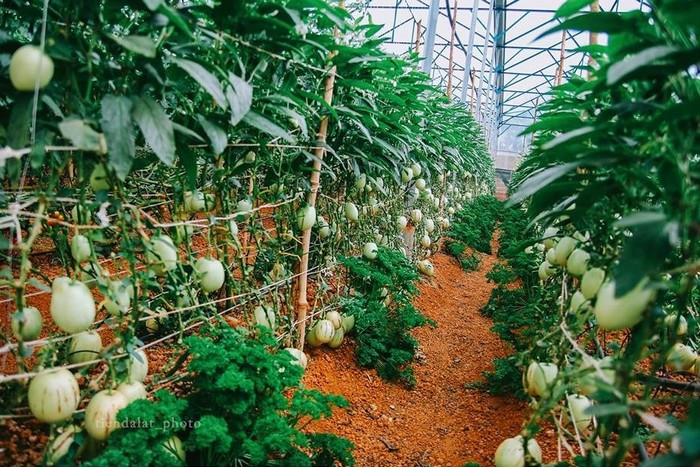 Có nguồn gốc từ Nam Mỹ, dưa hấu Pepino đã được trồng thành công ở Đà Lạt. Quả dưa nhỏ bằng nắm tay, nặng 200-300 gram. Ảnh: Tiến Đà Lạt.