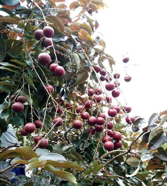 Nhãn tím trái to hơn, cơm dày và có mùi thơm hơn nhãn thường. Ảnh: Vietnamnet.