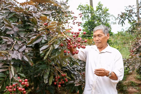 "Cha đẻ" của loại nhãn này là ông Trần Văn Huy ở ấp Phong Thạnh, xã Phong Nẫm, huyện Kế Sách (Sóc Trăng). Ông Huy tình cờ phát hiện từ một cây nhãn trong vườn nhà rồi nhân rộng thành công. Ảnh: Baosoctrang.