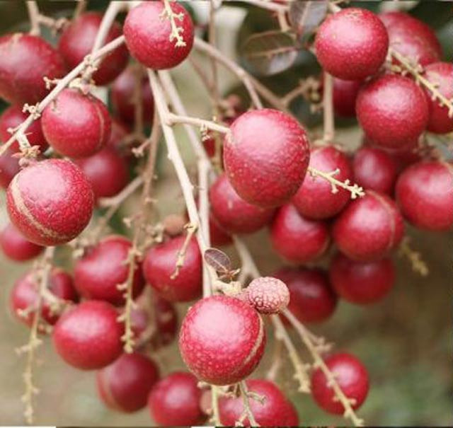 Những năm gần đây, nhãn tím được một số nhà vườn ở miền Tây trồng nhưng số lượng quả còn hạn chế. Vì vậy, giá nhãn tím luôn đắt đỏ từ 200.000-400.000 đồng/kg. Ảnh: Baosoctrang.