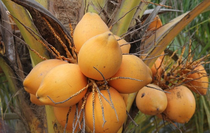 Dừa 2 màu có ưu điểm phát triển nhanh, nước dừa ngọt và trồng gần hai năm đã ra quả. Ảnh: Infonet.