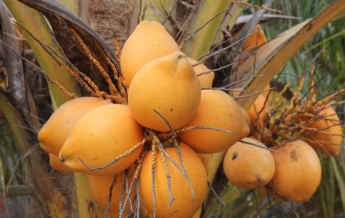 Dừa 2 màu có ưu điểm phát triển nhanh, nước dừa ngọt và trồng gần hai năm đã ra quả. Ảnh: Infonet.