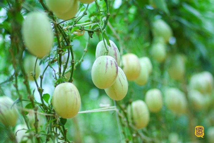 Khi chín, vỏ dưa vàng, xuất hiện các sọc tím hồng. Ảnh: Tiến Đà Lạt.