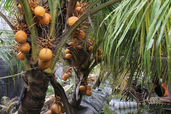 Vườn dừa 2.000 gốc của anh Cường thu hút hàng nghìn lượt người đến chiêm ngưỡng và thưởng thức. Đặc biệt dịp Tết Nguyên Đán Mậu Tuất vừa qua, dừa 2 màu luôn trong tình trạng cháy hàng tại các điểm bán trái cây tết tại TP HCM. Ảnh: Infonet.