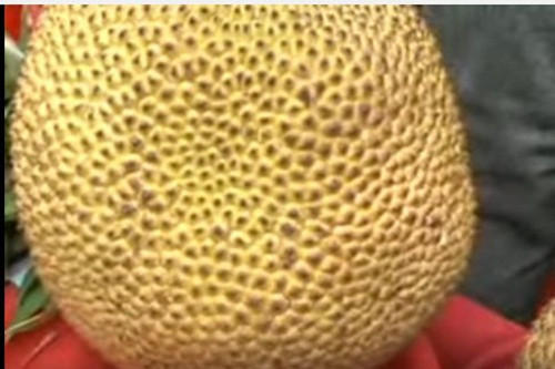 Bên ngoài, giống mít này không có gì khác so với các loại mít phổ biến khác. Ảnh: Youtube/VTV Cần Thơ.