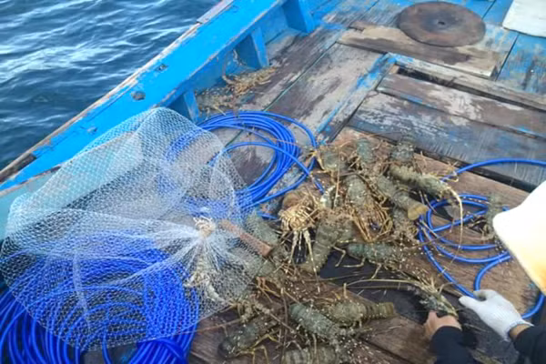 Tôm hùm baby đông lạnh thường sẵn hàng nhưng tôm hùm tươi sống thì không phải lúc nào khách mua cũng có, thậm chí phải đặt trước. Ảnh: Daohaisan.