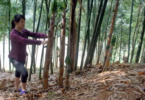 Nhờ vậy, đây là một nguồn thu nhập đáng kể cho bà con. Mỗi người đào măng có khả năng kiếm được khoảng 400.000 - 500.000 đồng, thậm chí cả triệu đồng. Ảnh: Baodansinh.