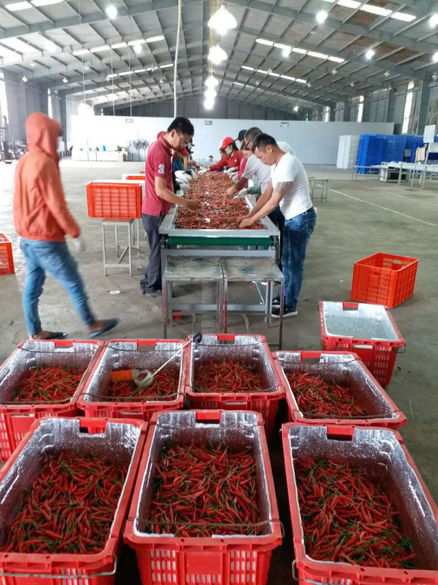 Ớt của HAGL Agrico chủ yếu xuất khẩu sang Trung Quốc với tỷ suất lợi nhuận gộp lên đến 60%.