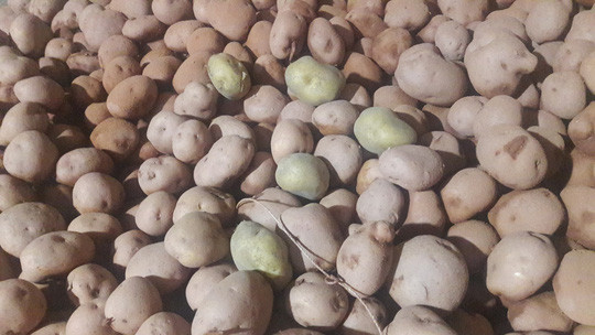 Theo đó, sau khi tẩy khoai tây Trung Quốc được phủ đất lên bề mặt. Ảnh: Nld.