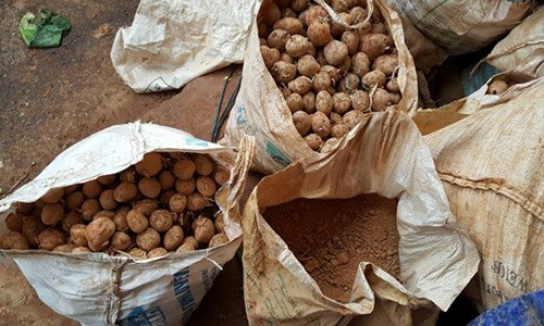 Khoai tây trộn đất phải để từ 2-3 ngày cho thấm đất, khô và nổi bật màu. Có như vậy, người tiêu dùng mới không dễ phân biệt khoai tây Trung Quốc và khoai tây Đà Lạt bằng mắt thường. Ảnh: Sggp.