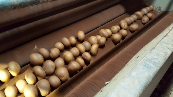 Khoai tây được chà, rửa bằng máy trước khi trộn đất. Ảnh: Sggp.